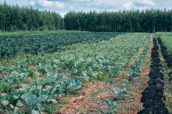 Land Patta Registration is the evidence of your Land Ownership